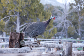 Guineafowls on wood fence in the winter with snow