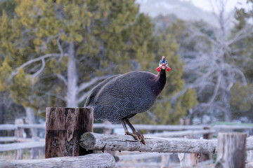 Guineafowls on wood fence in the winter with snow