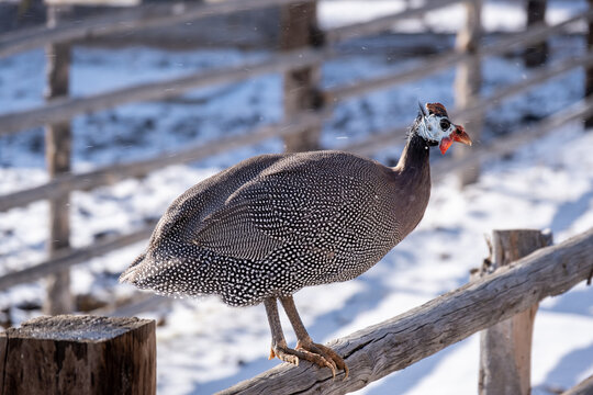 Guineafowls on wood fence in the winter with snow