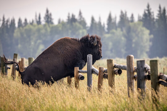 An adult bison jumps a fence in Grand Teton National Park, WY.
