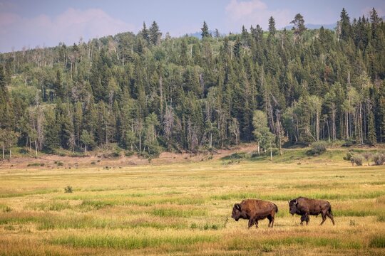 A pair of bison cross a field in Grand Teton National Park, Wyoming.