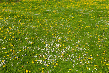 Germany, Allgäu, Einzigartig, Gänseblümchen und Löwenzahn blühen im Frühling auf der Wiese