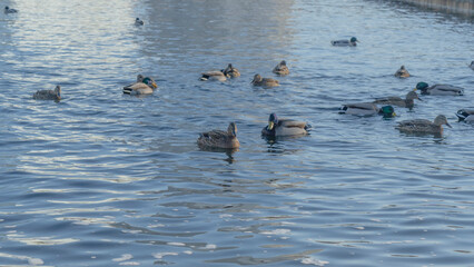 Waterfowl ducks and drakes on a winter river near open water in the city. A flock of ducks in the cold water.