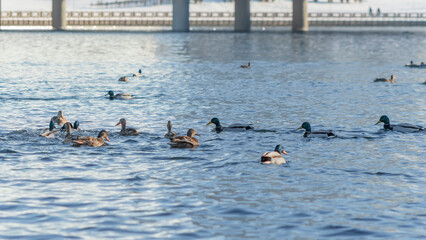 Waterfowl ducks and drakes on a winter river near open water in the city. A flock of ducks in the cold water.