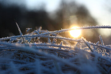Closeup of grass with hoarfrost on the grass at the beginning of winter during sunset. Background...