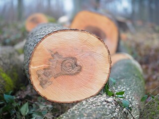 Kettensäge - gerodeter Baum mit Jahresringen