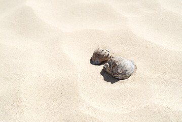 Seashells on the sand on the beach with hard shadow in the heat top view with copy space