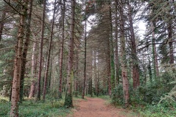 survol d'un massif forestier et d'une foret en Espagne