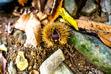 2021 10 23 Poleo Chestnut