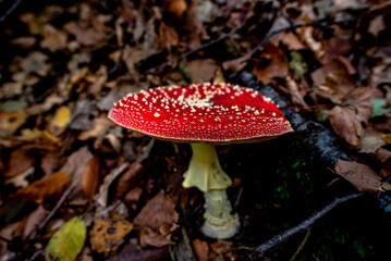 2021 10 23 Poleo red mushroom