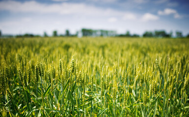 Green wheat field. Agricultural concept