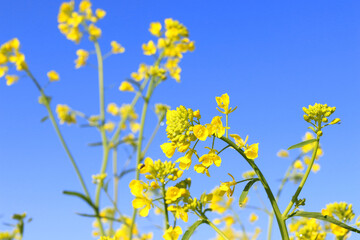 青空と菜の花　黄色い花畑でミツバチの飛ぶ空