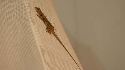 lizard on a wooden fence