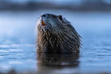 Nutria, auch Biberratte, Wasserratte oder Sumpfbiber genannt, leben in der Nähe von Wasser in...