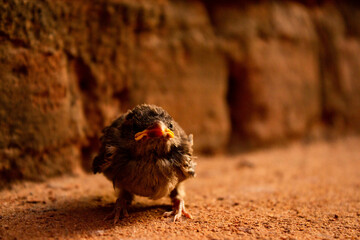 chicken on the ground