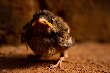 sparrow on the ground