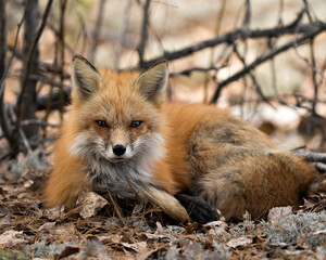 Red Fox Photo Stock. Fox Image. Close-up profile view resting on white moss and brown leaves in the spring season displaying fox tail, fur, in its environment and habitat with a blur background.  
