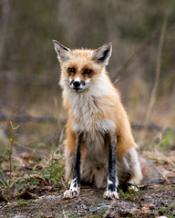Red Fox Photo Stock. Fox Image. Sitting in the spring season with blur background and displaying white marks on paws and fur in its environment and habitat. Picture. Portrait.