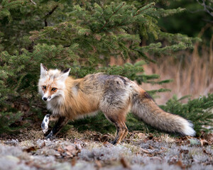 Red Fox Photo Stock. Fox Image. Close-up profile side view with spruce tree background and enjoying its environment and habitat.  Picture. Portrait.