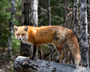 Naklejka na ściany i meble Red Fox Photo Stock. Fox Image. Close-up profile view standing on a log in the spring season with blur forest background in its environment and habitat. Picture. Portrait. Photo.