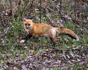 Red Fox Photo Stock. Fox Image.  Close-up profile side view looking at camera with a blur foliage background in its environment and habitat.  Picture. Portrait.