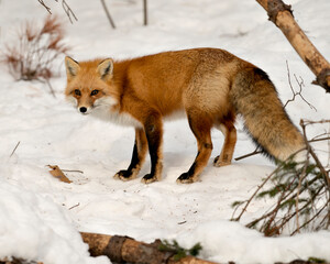  Fox Stock Photo. Close-up profile side view in the winter season in its environment and habitat with blur snow background displaying bushy fox tail, fur. Fox Image. Picture. Portrait