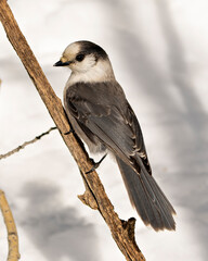 Gray Jay bird Photo and Image. Close-up profile view perched on a branch in its environment and habitat, displaying grey feather plumage and bird tail. Christmas picture ornament. Image. Picture.