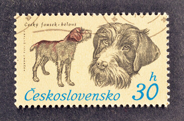 Cancelled postage stamp printed by Czechoslovakia, that shows Bohemian Wire-haired Pointing...