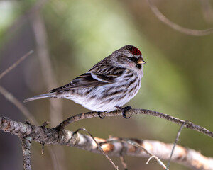Red Poll Photo and Image. Perched with a blur forest background in its environment and habitat surrounding. Finch Portrait.