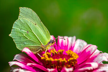 Macro shots, Beautiful nature scene. Closeup beautiful butterfly sitting on the flower in a summer garden.