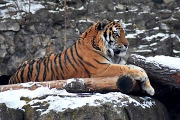 Fototapeta na wymiar siberian tiger in the zoo