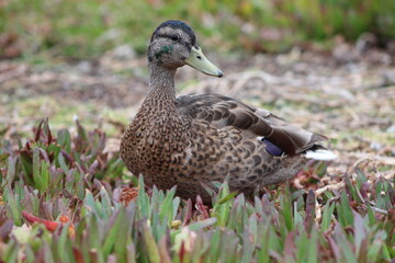 Duck