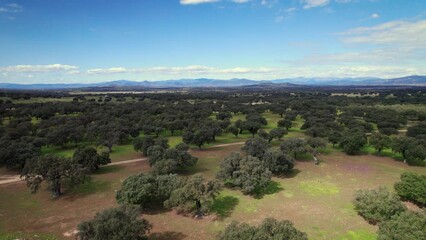 Flying in Quercus ilex, holm oak forest in Extremadura, Spain. High quality 4k footage