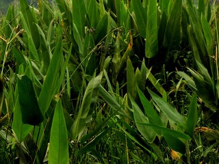 Fototapeta premium green grass in the wind