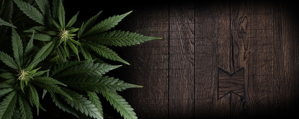 marijuana plants on wooden background with space for text in banner format