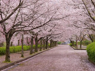 Obraz premium Cherry blossom in a peaceful park, Kyoto