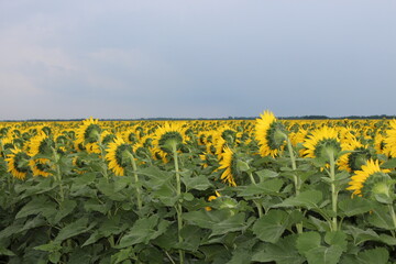 Obraz premium field of sunflowers