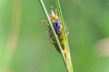 blue spider on a green leaf