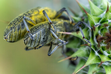 the bugs on the leaf