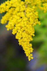 Yellow goldenrod flowers in detail.
