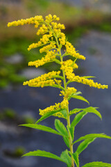 Yellow goldenrod flowers in detail.