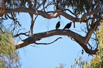 Female and juvenile offspring of Australian Magpie (Cracticus tibicen) in Pink Gum eucalypt tree, South Australia