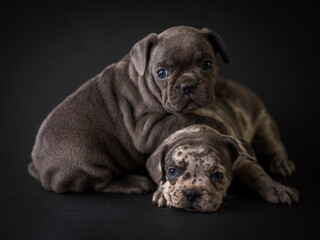 French bulldog puppies studio shot over a black background