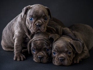 Obraz premium French bulldog puppies studio shot over a black background