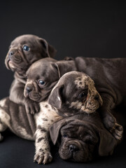Obraz premium French bulldog puppies studio shot over a black background