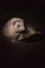 Ferret indoor posing for portrait in studio