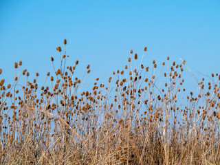 Teasels against a clear blue winter sky