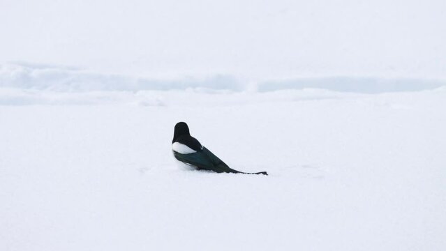Eurasian magpie, Pica pica walking on snow during a sunny winter day in Finland