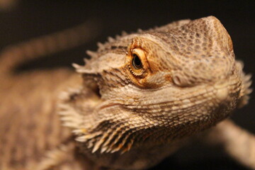 bearded dragon lizard