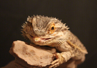 close up of a lizard
